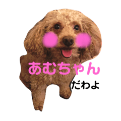 Amour of toy poodle