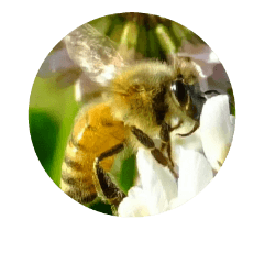 Honey bee in clover