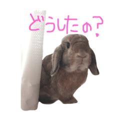 RABBIT_wasabi