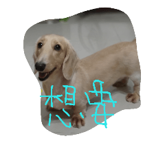 dooooooooooooooog