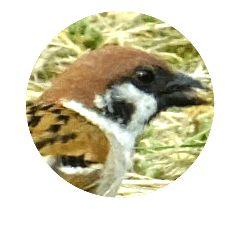 SPARROWsparrow