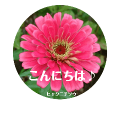 夏の花のスタンプ