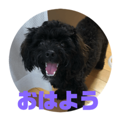 トイプードルとシーズーのMIX犬エマ