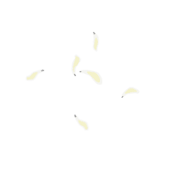 蛆蛆派對