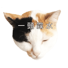 ミミちゃんという名前の猫（中国語）