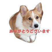 mydog'z