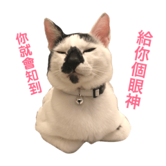 Inky MoMo cat – LINE stickers | LINE STORE