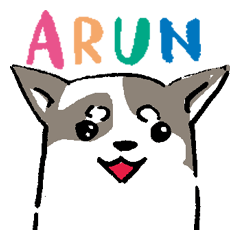 Chihuahua ARUN