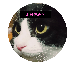 nyantomotanoshikyujitsu