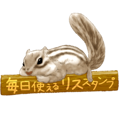 Daily squirrel sticker