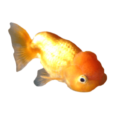 Ranchu Goldfish Pet