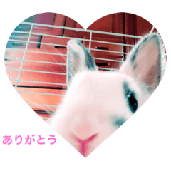 A pet mini rabbit, a little baby.