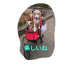 many dogs 2019