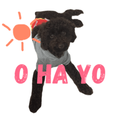 BISUKE kun