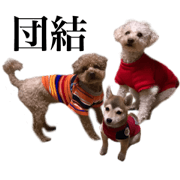 Toypoodle's Ku&Kota 1