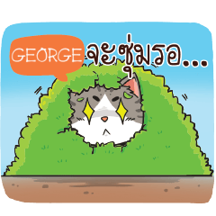 GEORGE cheeky cat e