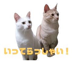YUKI-KEI cats Collaboration1