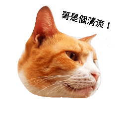 我家胖橘貓