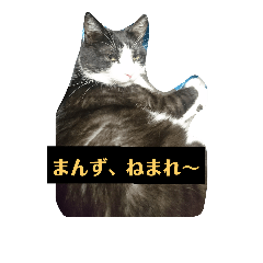 akitabennyanko
