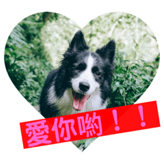Border Collie  sugar & hug brother