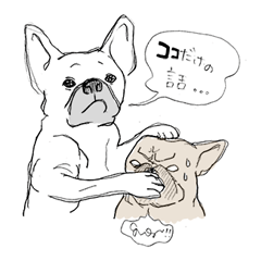 french bulldog has circumstances