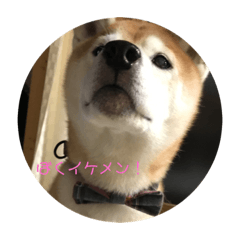 Shibainu Pochi _1