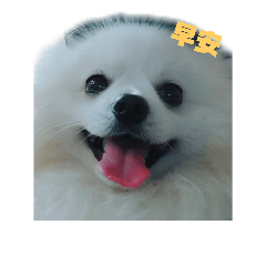 奇奇 汪 汪 汪