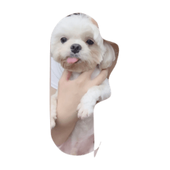 Dog(