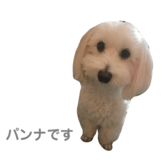 Mixdog Maltese*Dachshund=Panna