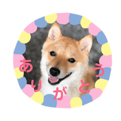 shibainu diary