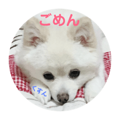 White Pomeranian aqua