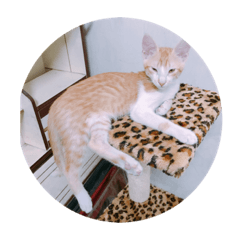 cattttttttttttttttttttt