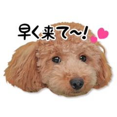 こぶた&おーじ(Face)