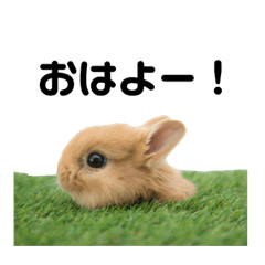 rabbit tonkatsu