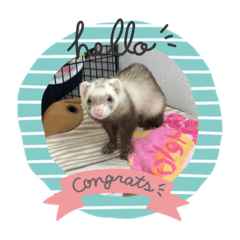 sakura the ferret