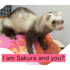 sakura the ferret2