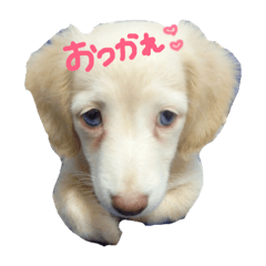 hapipi
