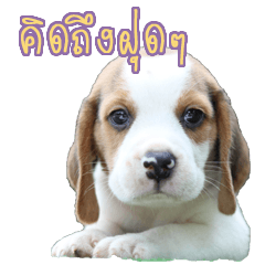 Nimo Beagle Sticker Ver.04