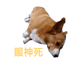 do_g