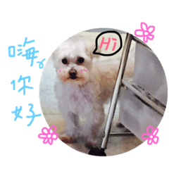 小小二哥的日常