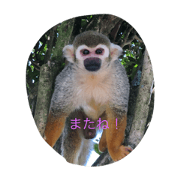 Rokuzo. risuzaru