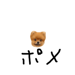 Tihis is  dog