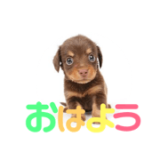 chiwakkusuyuzu