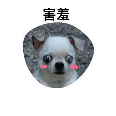 dog04