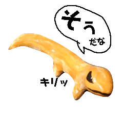 Leopard gekou-Chiyapuchi part2