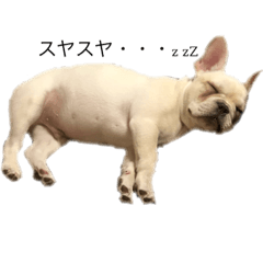 French bulldog Mr.cotaro&Ms.momo