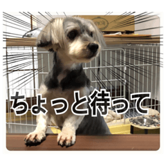 我が家のわんこ2