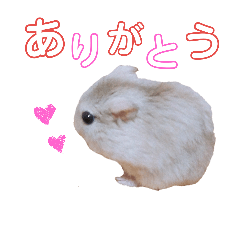 Hamster Tubaki