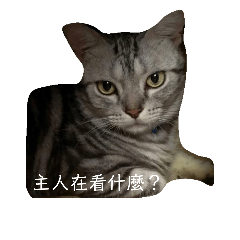 美短貓的日常