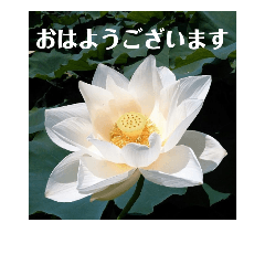 lotus flower stamps